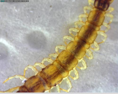 Réf. 242 986 : Lithobius melanops